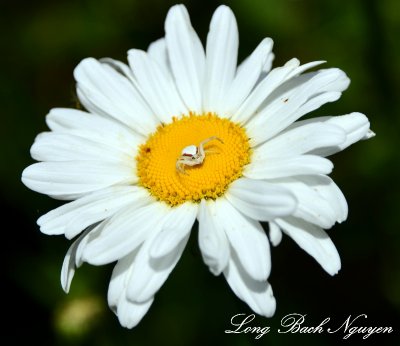 Spider on Daisy  