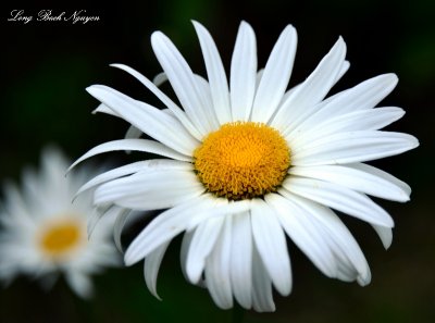 Daisies  