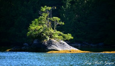 Islet, Effingham Inlet, Barkley Sound, Vancouver Island, Canada  