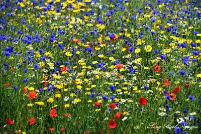 Field of Flowers, Royal Botanical Garden, Edinburgh, Scotland, UK