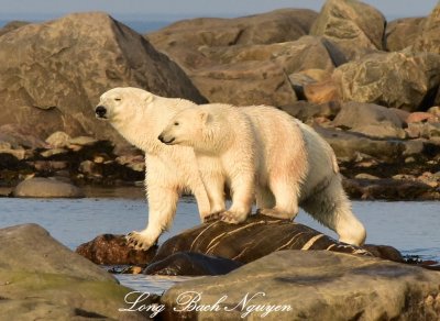 Momma and Baby Polar Bear, Churchill, Canada 