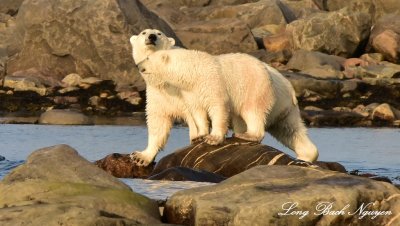 Momma and Baby Polar Bear, Churchill, Canada