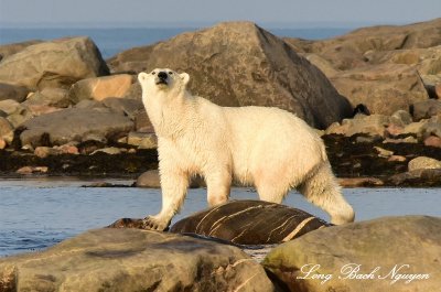 Momma Polar Bear, Hudson Bay, Churchill, Canada 