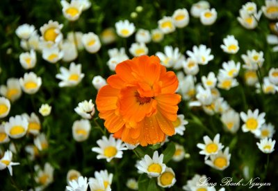 Orange flower  