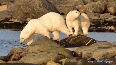 Last Look Polar Bears Hudson Bay Churchill Canada  
