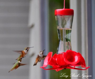 Hummingbirds Eaglenook Resort Vernon Bay BC Canada  