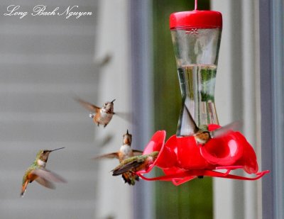 Hummingbirds Eaglenook Resort Vernon Bay BC Canada 