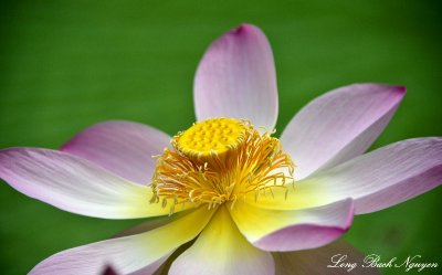 Lotus Flower Royal Botanic Garden Edinburgh UK  