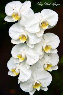 White Orchids  