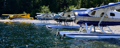 DHC-2 Beaver Floatplanes on Nahmint Lake Vancouver Island Canada  