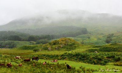 Misty Hills Scottish Highland UK  
