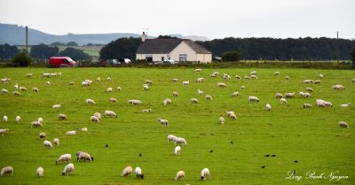 field of sheep