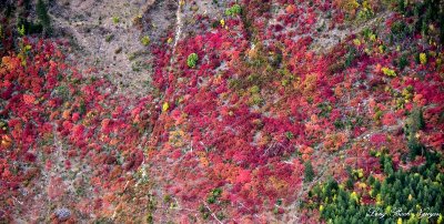 Colorful Foliages 