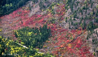 Ground Foliages  