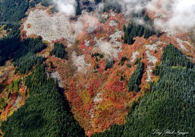 Heart Shape Fall Colors 