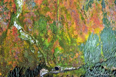 Fall Colors on Alaska Mountain Gold Creek Cascade Mountains Washington  