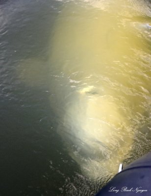 Beluga Whale Churchill River Churchill Canada  