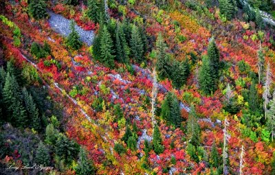 Fall Colors on Nason Ridge Cascade Mountains  