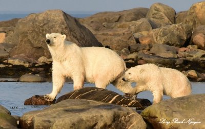 Momma and Baby Polar Bear Hudson Bay Churchill Canada  