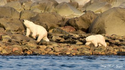 Mom checks for security Momma and Baby Polar Bears Hudson Bay Churchill Canada  