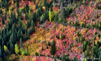 Fall Foliages in Pacific Northwest  