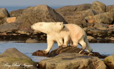 Momma and Baby Polar Bear Churchill Canada  