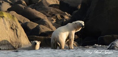 Dripping Wet Polar Bears Hudson Bay Churchill Canada 