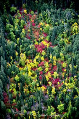 Fall Foliages in Pacific Northwest 