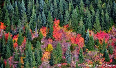 Fall Colors in Eastern Washington Cascade Mountains 