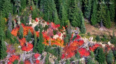 At the end of the trail Fall Foliage 