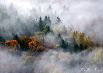 Bright landscape in fog  