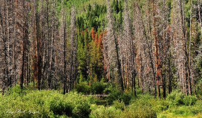 Burned forest Red Cliff Colorado 