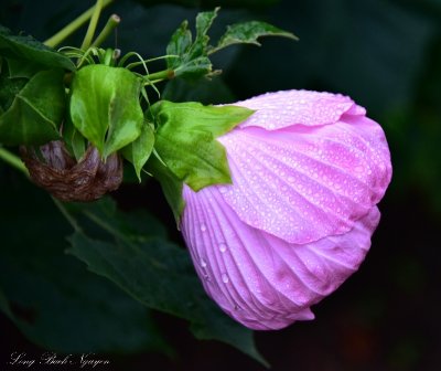 Pink Hibiscus  