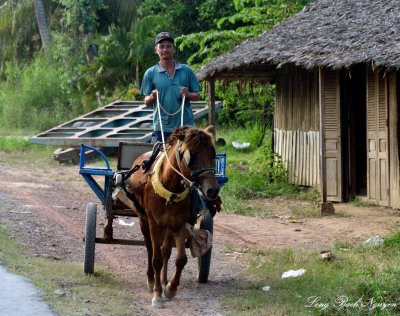 Horse and Cart, Road 883, Chau Thanh, Mekong Delta,  Vietnam 