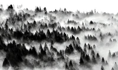 Tonal Range Forest, Snoqualmie River Valley, Duvall, Washington