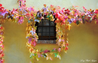 Vines covered Window, Pienza, Tuscany, Italy  