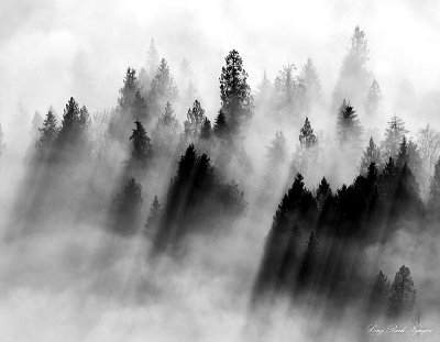 Drapped in fog Echo Lake Washington  