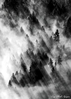Black and White Forest 