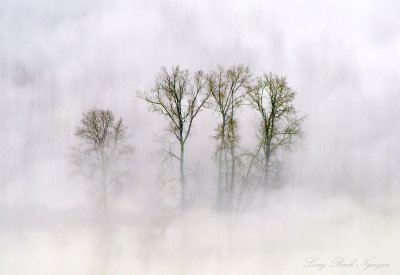 Looking After Little Brother,  Trees on Snoqualmie River Valley,  Washington  