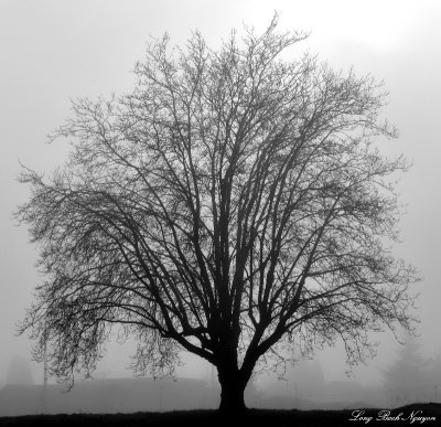 Tree in Fog West Seattle Washington  