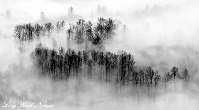 Trees in Flooded Field, Snoqualmie River Valley, Washington  