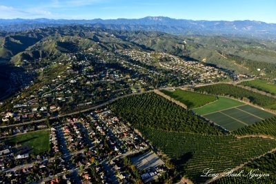 Orchards in Ventura California  