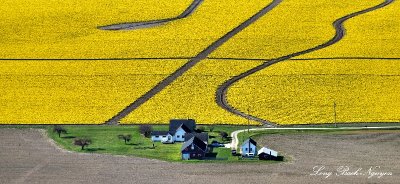 Farm and Daffodils, Mount Vernon, Skagit Valley, Washington State