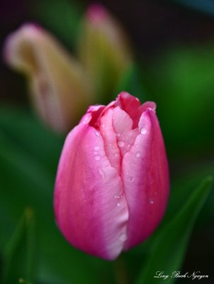 Pink Tulip  