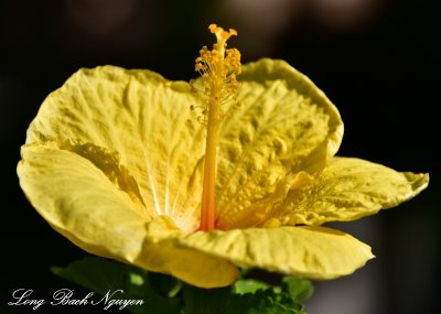 Yellow Hibiscus Fairmont Orchid Big Island Hawaii Standard e-mail view.jpg