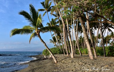Palm Tree Forest, Big Island, Hawaii 2015  