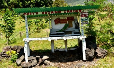 Marys Organic Garden, Painted Church Road, Captain Cook, Big Island, Hawaii  
