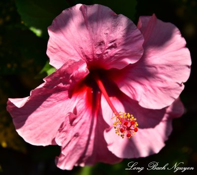 Pink Hibiscus, Paleaku Gardens Peace Sanctuary, Captain Cook, Big Island, Hawaii  