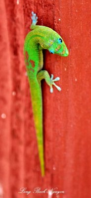 Gecko of Hawaii, Big Island 