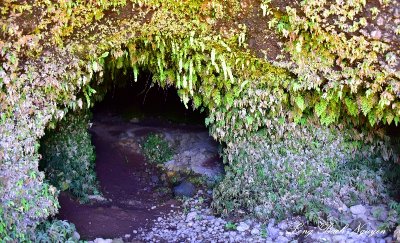 Lava Cave on Old Mamalahoa Hwy, Big Island, Hawaii  